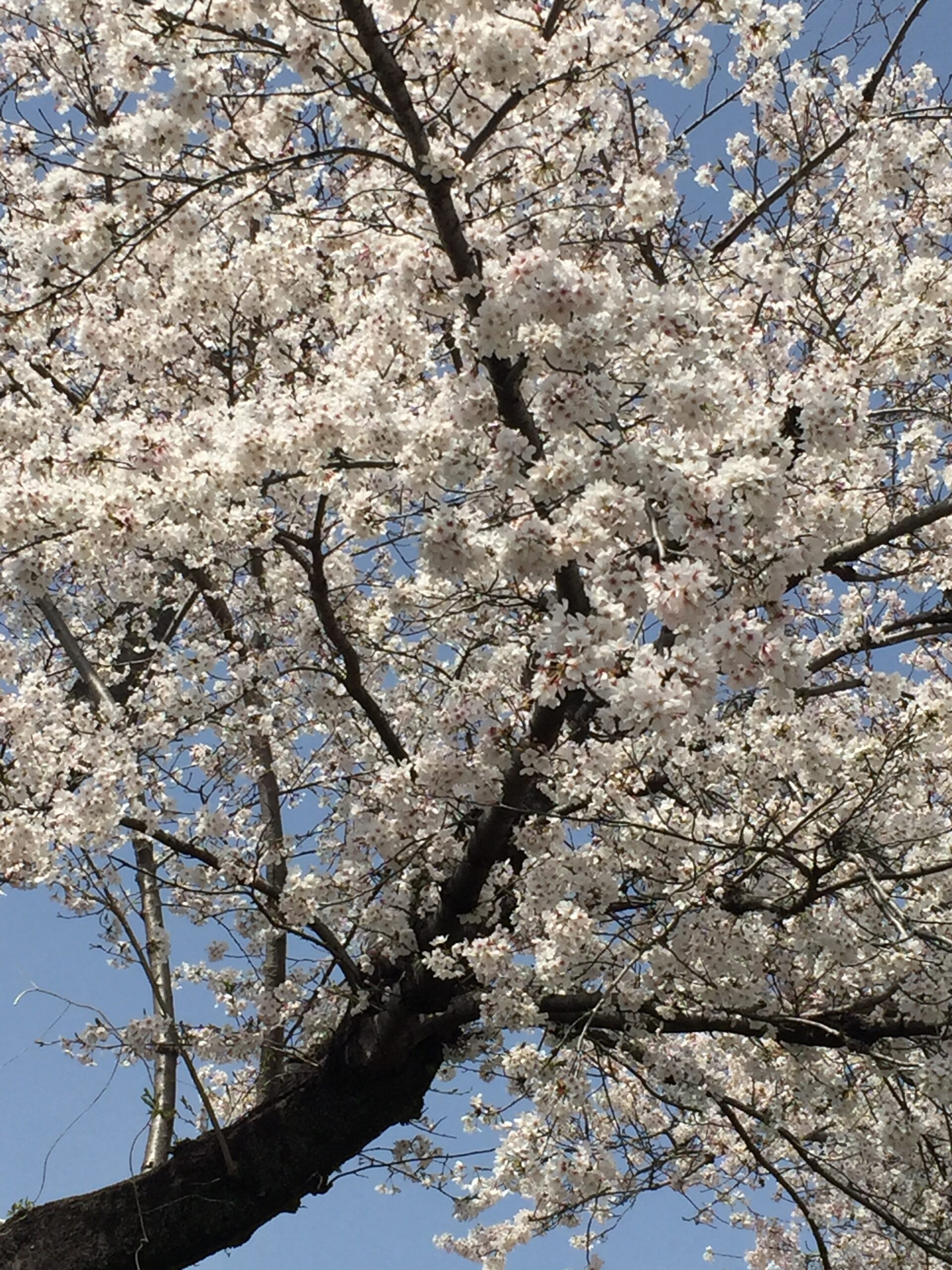 国道27号線の桜